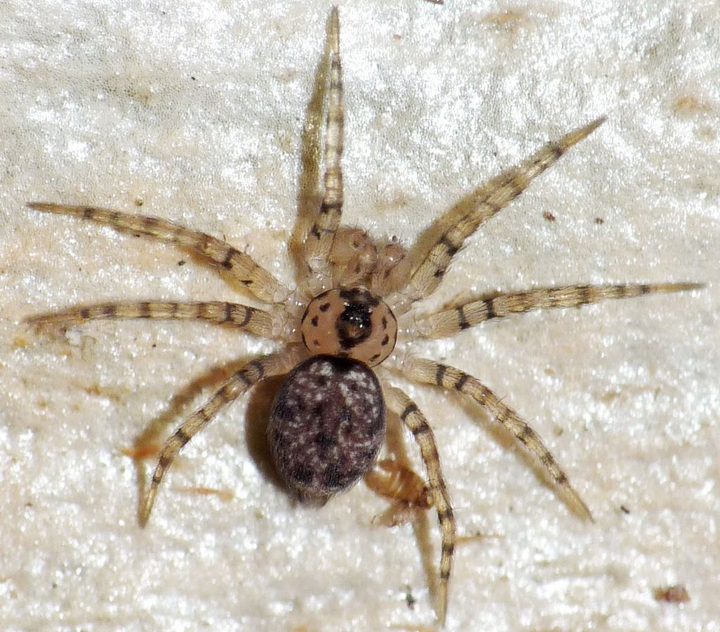 Oecobiidae - Oecobius navus